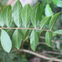 Lagerstroemia indica L.